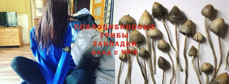 Галлюциногенные грибы Psilocybine cubensis  Тосно 